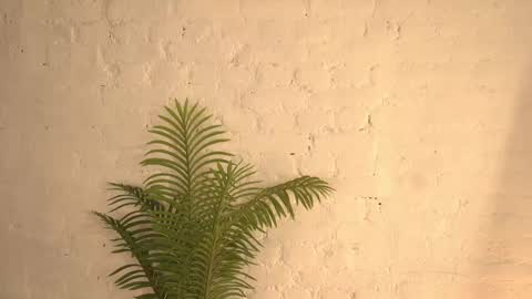 elliefrost online show from March 2025 12:22:01 AM