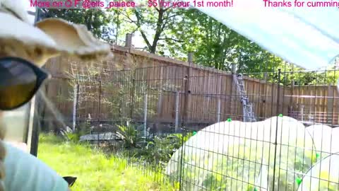 Snapshot of ells_palace chatting on June 2026 02:19:02 PM Ella Bella Bo Bella online show from June 2026 02:19:02 PM