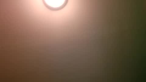 experttreecompany online show from April 2026 04:17:01 AM