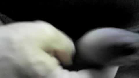 felicaste online show from September 2025 10:33:01 PM