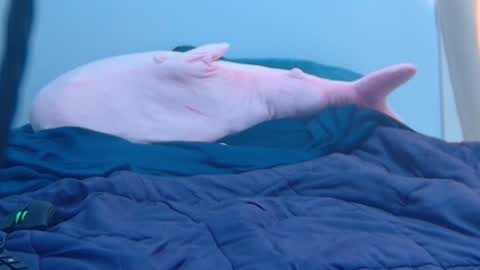 FE fee online show from February 2025 09:25:02 PM