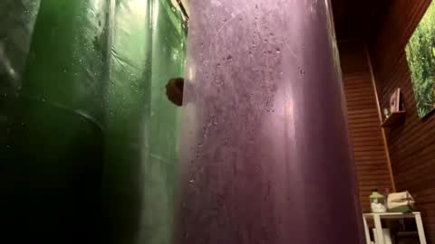 Forest online show from January 2025 10:01:01 PM