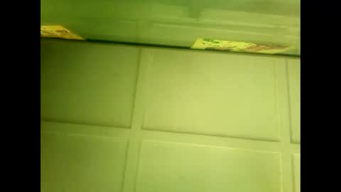 Warwick online show from January 2025 05:43:02 AM