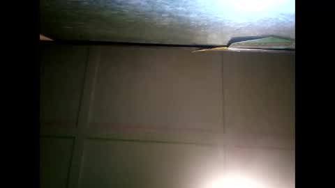 Warwick online show from January 2025 09:47:01 AM