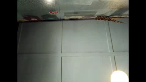 Warwick online show from September 2025 01:00:01 AM