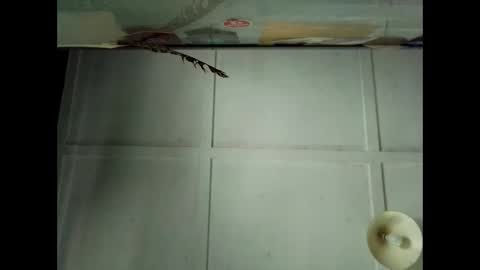 Warwick online show from October 2025 12:41:02 AM