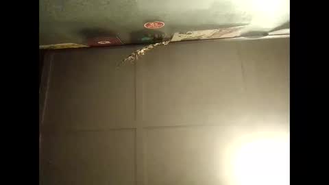 Warwick online show from October 2025 09:08:01 AM