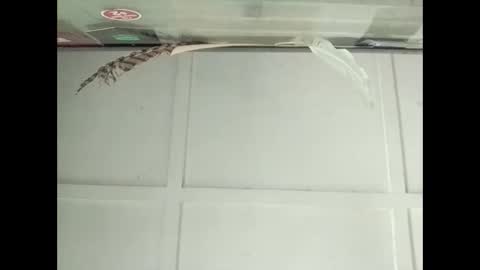 Warwick online show from October 2025 03:10:01 AM