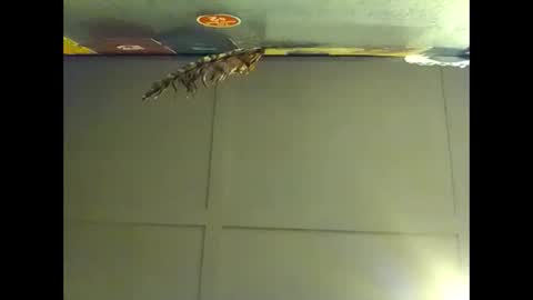 Warwick online show from November 2025 08:27:02 AM