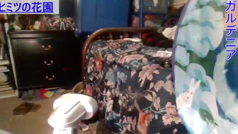 Gardenia online show from December 2024 05:55:02 AM