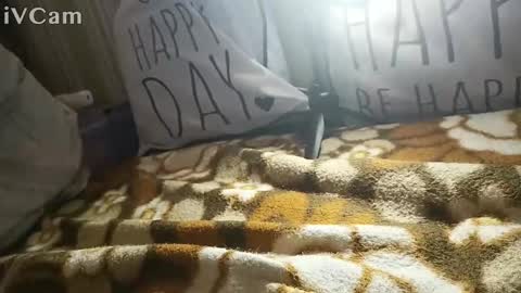 gatodes6116291 online show from October 2025 05:35:01 PM