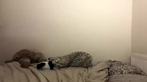 ghostpetal online show from October 2025 07:26:02 PM