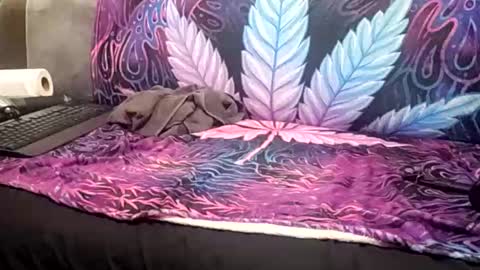 Goldcmen online show from January 2025 04:06:02 AM