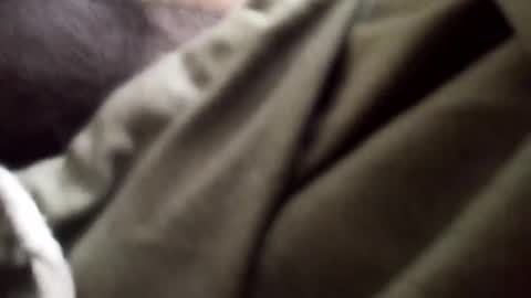 Arab Pronstar online show from January 2025 09:25:02 PM