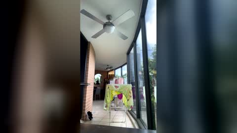 gracemeow online show from February 2026 06:40:02 AM