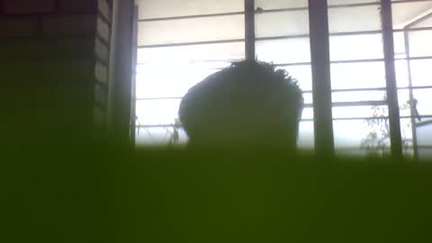 Grey Stud online show from February 2025 05:22:01 AM