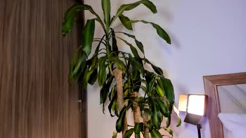 Snapshot of hailey_firee chatting on February 2026 02:37:01 AM Hailey online show from February 2026 02:37:01 AM