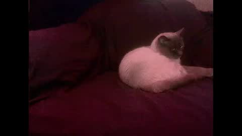 hopps28 online show from March 2025 10:13:02 AM