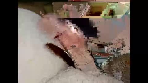 hung_mac0 online show from March 2026 07:18:02 PM