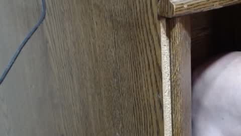 hungsofine online show from February 2025 10:10:01 PM