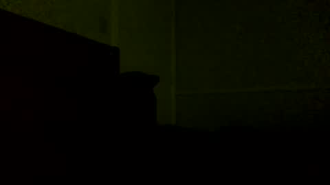 Jamacian online show from February 2025 11:54:01 PM