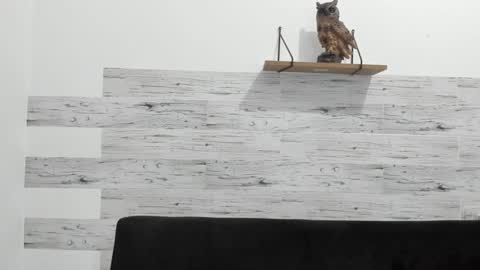 Jaycreedd online show from January 2025 02:38:01 AM