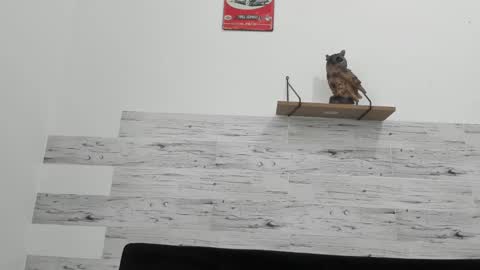 Jaycreedd online show from February 2025 06:47:02 PM