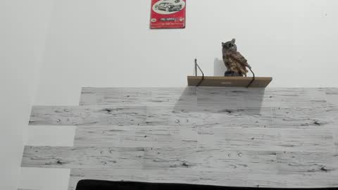 Jaycreedd online show from February 2025 03:23:02 AM