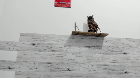 Jaycreedd online show from February 2025 11:24:02 PM