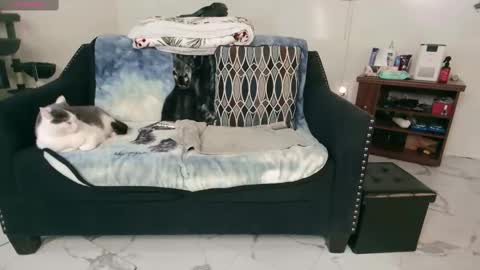 Nicole  Allen online show from February 2025 12:46:01 AM