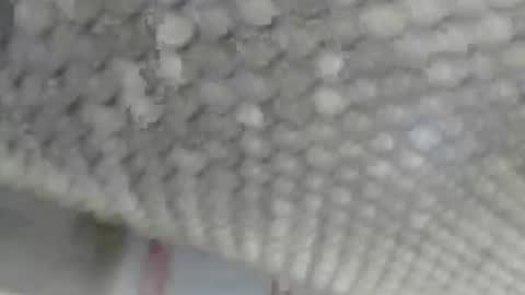 Giovanni50pro online show from September 2025 12:40:01 PM