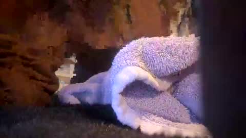 Juish5521 online show from March 2025 10:09:01 AM