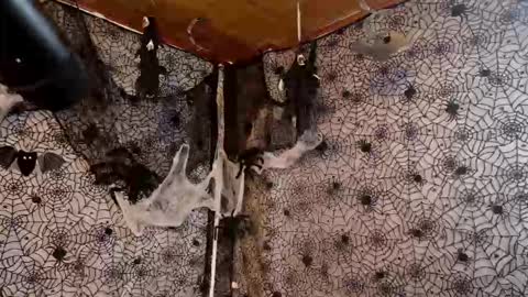 Julietta Jackson online show from October 2025 09:45:01 PM