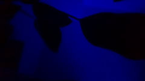 Karla Gonzaless online show from November 2025 03:05:01 AM