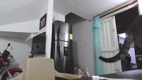 Snapshot of king_russo chatting on January 2025 03:12:02 AM king_russo online show from January 2025 03:12:02 AM