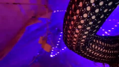 Kissah Kreampuff online show from January 2025 08:34:02 AM