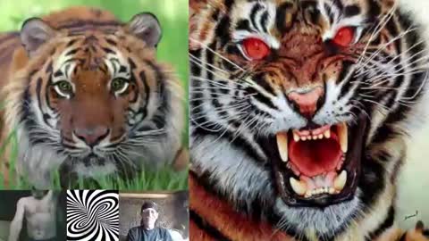 kodiakpm1 online show from November 2025 02:00:01 PM