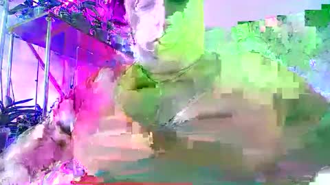 Snapshot of lady_gloria chatting on November 2025 06:39:03 AM Lady Gloria online show from November 2025 06:39:03 AM