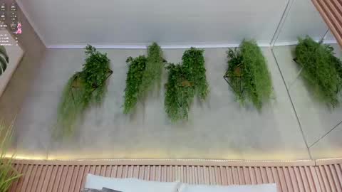 lana_lann online show from March 2025 02:56:01 PM