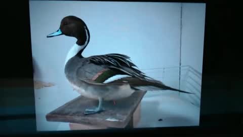 Lance online show from January 2025 01:02:01 AM