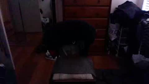 Pussylicker online show from February 2025 09:55:02 AM