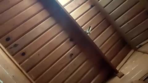 Snapshot of leskator9 chatting on November 2025 05:10:02 AM leskator9 online show from November 2025 05:10:02 AM