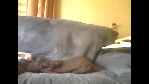 Snapshot of lion160868 chatting on May 2026 08:09:02 AM lion160868 online show from May 2026 08:09:02 AM