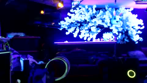 Snapshot of littlemissmarly chatting on January 2025 08:45:01 AM GentleViolet online show from January 2025 08:45:01 AM