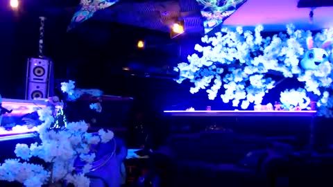 Snapshot of littlemissmarly chatting on January 2025 04:54:01 AM GentleViolet online show from January 2025 04:54:01 AM