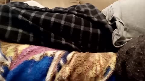 looking4bush online show from December 2024 07:36:01 PM