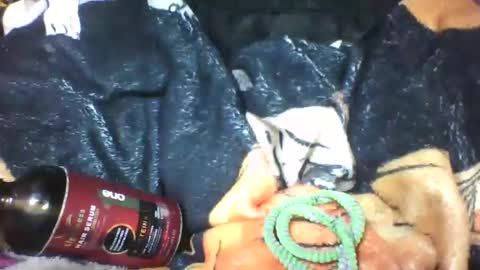 lovaelisa online show from October 2025 06:48:01 AM