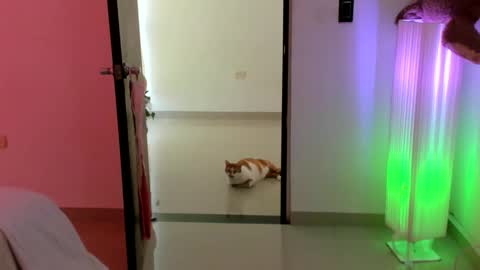 luara__01__lecat_1 online show from February 2026 09:22:02 PM