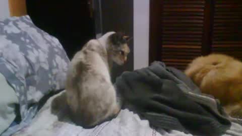 lucas online show from October 2025 09:37:01 PM