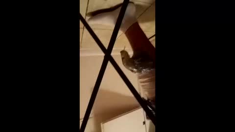 Snapshot of luvthickoness chatting on March 2026 06:06:01 AM luvthickoness online show from March 2026 06:06:01 AM